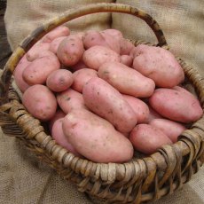SEED POTATO - MAIN CROP 'Organic Sarpo Mira' - 6 Tubers SEED POTATO - MAIN CROP 'Organic Sarpo Mira' - 6 Tubers