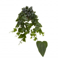 Hedera hel Mein Herz 13cm Hedera hel Mein Herz 13cm