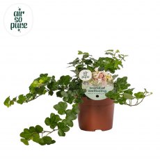 Hedera hel Wonder 'Air So Pure' 13cm Hedera hel Wonder 'Air So Pure' 13cm