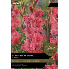 TAYLORS GLADIOLI STRAWBERRY SWIRL - Special Edition TAYLORS GLADIOLI STRAWBERRY SWIRL - Special Edition