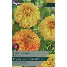 TAYLORS DAHLIA LAKE ONTARIO TAYLORS DAHLIA LAKE ONTARIO