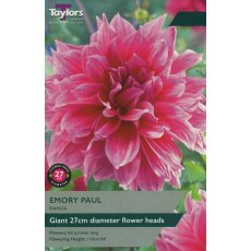 TAYLORS DAHLIA EMORY PAUL TAYLORS DAHLIA EMORY PAUL