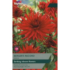 TAYLORS DAHLIA BERGER'S RECORD TAYLORS DAHLIA BERGER'S RECORD