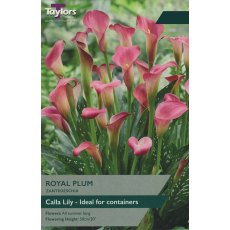 TAYLORS ZANTEDESCHIA ROYAL PLUM TAYLORS ZANTEDESCHIA ROYAL PLUM
