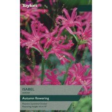 TAYLORS NERINE ISABEL TAYLORS NERINE ISABEL