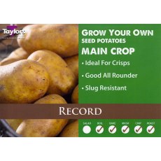 SEED POTATO - MAIN CROP 'Record' 2kg SEED POTATO - MAIN CROP 'Record' 2kg