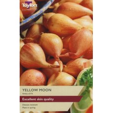 SHALLOT 'Yellow Moon' SHALLOT 'Yellow Moon'
