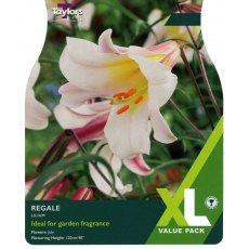 TAYLORS Lilly Regale XL Value TAYLORS Lilly Regale XL Value