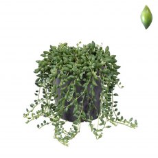 Senecio herreianus   12cm Senecio herreianus   12cm