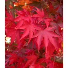 Acer palmatum 'Osakazuki' 3L Acer palmatum 'Osakazuki' 3L