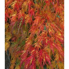 Acer palmatum var. dissectum 'Seiryu' 3L Acer palmatum var. dissectum 'Seiryu' 3L