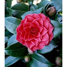 Camellia 'Black Lace'   3L Camellia 'Black Lace'   3L