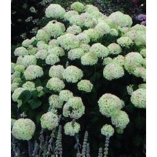 Hydrangea arborescens 'Annabelle' 5L Hydrangea arborescens 'Annabelle' 5L