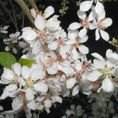 Prunus tomentosa 2L Prunus tomentosa 2L