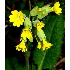 ALPINE Primula veris 1L ALPINE Primula veris 1L