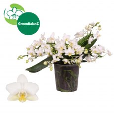 Phalaenopsis Multifloratypes Anthura Nazare 4t 12 cm Phalaenopsis Multifloratypes Anthura Nazare 4t 12 cm