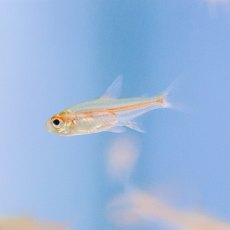 TETRAS Glowlight TETRAS Glowlight