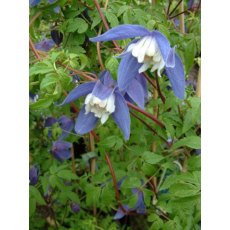 Clematis alpina 'Francis Rivis' 17cm Clematis alpina 'Francis Rivis' 17cm