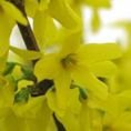 Forsythia x intermedia 'Week-End' 2L Forsythia x intermedia 'Week-End' 2L