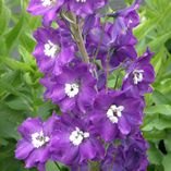 Delphinium 'King Arthur' 2L Delphinium 'King Arthur' 2L