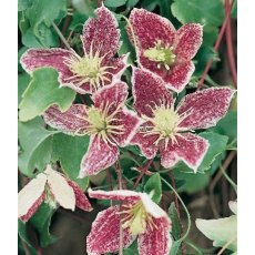 Clematis cirrhosa 'Freckles' 2.5L/3L Clematis cirrhosa 'Freckles' 2.5L/3L