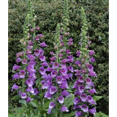 Digitalis 'Dalmation Purple' 2L Digitalis 'Dalmation Purple' 2L