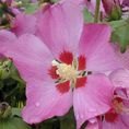 Hibiscus syriacus 'Woodbridge' 3L Hibiscus syriacus 'Woodbridge' 3L