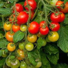 Tomato 'Cherry Falls' 8.5cm/9cm Tomato 'Cherry Falls' 8.5cm/9cm