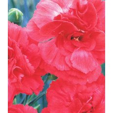 GARDEN PINK Dianthus 'Diane' 9cm GARDEN PINK Dianthus 'Diane' 9cm