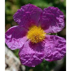 Cistus creticus 3L Cistus creticus 3L