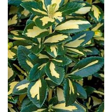 Euonymus fortunei 'Blondy' 3L Euonymus fortunei 'Blondy' 3L