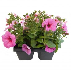 Garden Cocktail 'Pink Fizz' Jumbo 6pk Garden Cocktail 'Pink Fizz' Jumbo 6pk