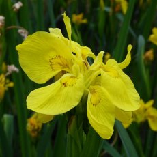 MARGINAL - Iris pseudacorus 'Flore Pleno'   1L MARGINAL - Iris pseudacorus 'Flore Pleno'   1L