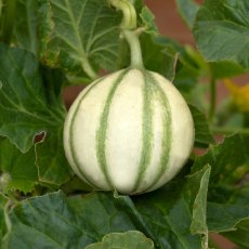 Melon 'France Mini Hybrid' 9cm Melon 'France Mini Hybrid' 9cm