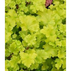 Heuchera 'Lime Marmalade' 2L Heuchera 'Lime Marmalade' 2L