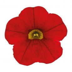 Calibrachoa 'Cabaret Early Bright Red' 9cm/10cm Calibrachoa 'Cabaret Early Bright Red' 9cm/10cm