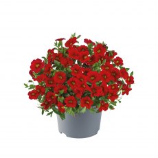 Calibrachoa 'Cabaret Early Bright Red' 9cm/10cm Calibrachoa 'Cabaret Early Bright Red' 9cm/10cm