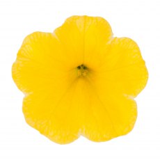Calibrachoa 'Cabaret Early Bright Yellow' 9cm/10cm Calibrachoa 'Cabaret Early Bright Yellow' 9cm/10cm