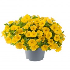 Calibrachoa 'Cabaret Early Bright Yellow' 9cm/10cm Calibrachoa 'Cabaret Early Bright Yellow' 9cm/10cm