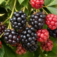 Blackberry 'Tiny Black' 3L Blackberry 'Tiny Black' 3L