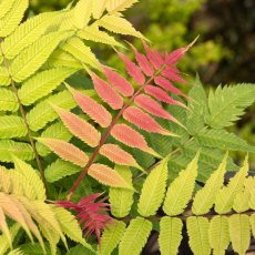 Sorbaria 'Crimson Feathers'   3L Sorbaria 'Crimson Feathers'   3L