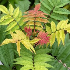 Sorbaria 'Crimson Feathers'   3L Sorbaria 'Crimson Feathers'   3L