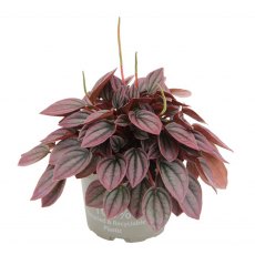 Peperomia caperata Cayenne 12cm Peperomia caperata Cayenne 12cm