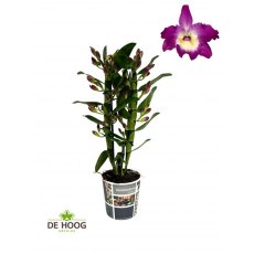 Dendrobium nob 'Bouquet Purple Rain' 2t 12cm Dendrobium nob 'Bouquet Purple Rain' 2t 12cm