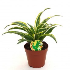 Dracaena Dragon frag comp. Surprise 12cm Dracaena Dragon frag comp. Surprise 12cm