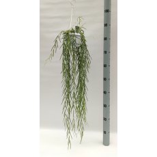 Hoya linearis 12cm Hoya linearis 12cm