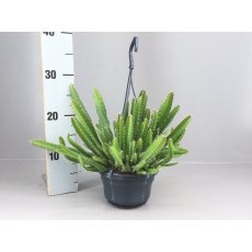 Hylocereus undatus hanging 14cm Hylocereus undatus hanging 14cm