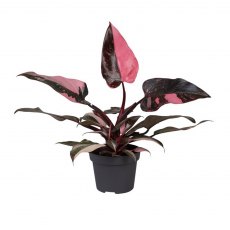Philodendron Pink Princess Marble 12cm Philodendron Pink Princess Marble 12cm