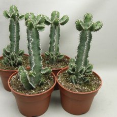 Polyacantha 17cm Polyacantha 17cm