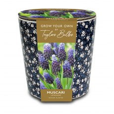 TAYLORS Ditsy Blue Floral Muscari Planter TAYLORS Ditsy Blue Floral Muscari Planter